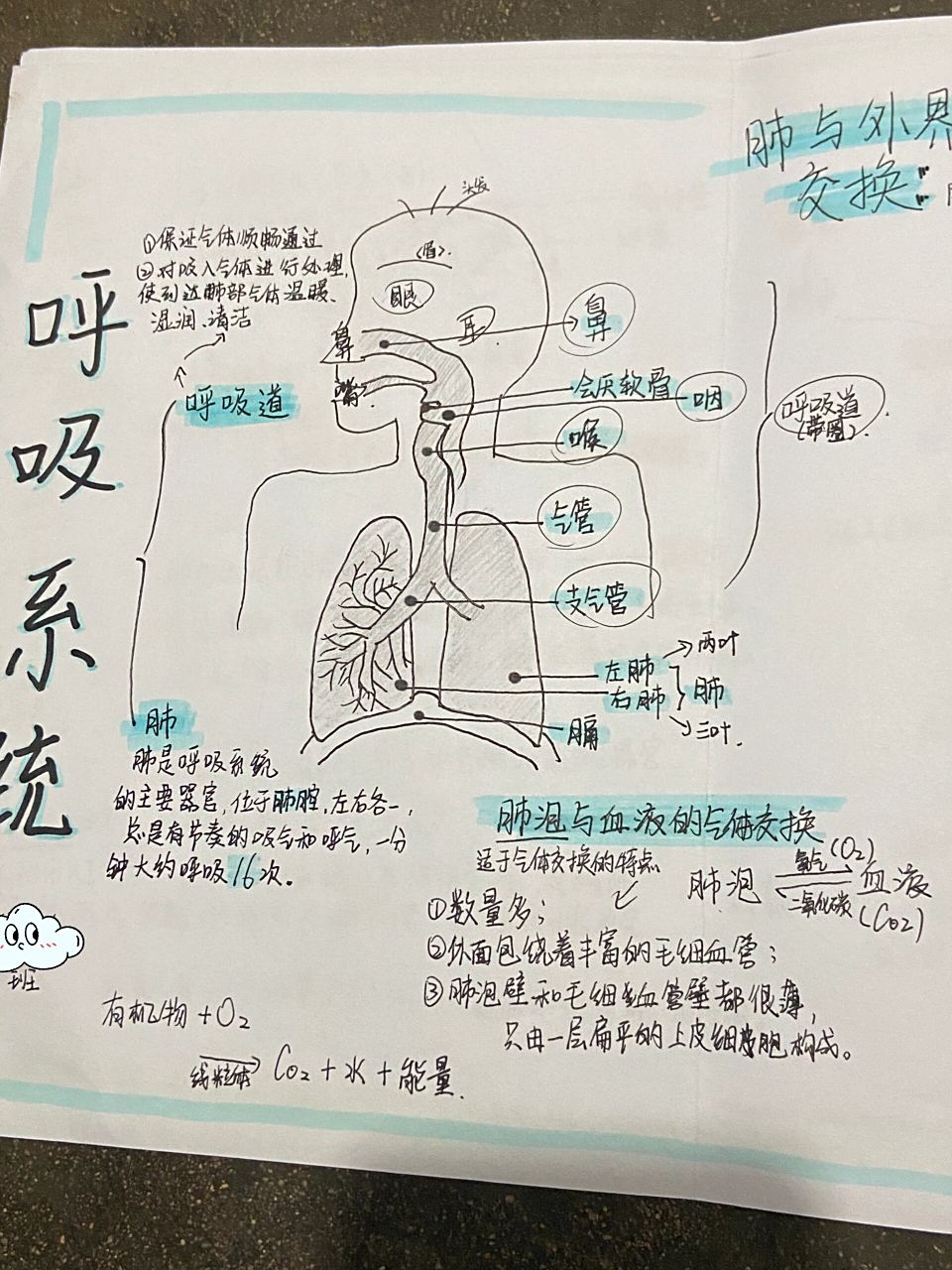生物 呼吸系统 知识总结