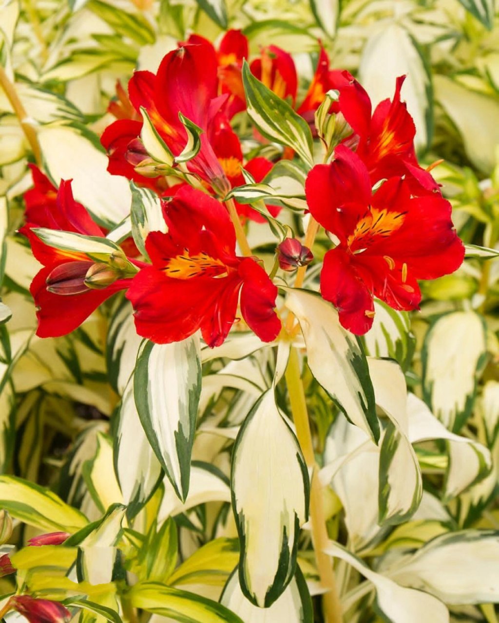 植物快乐屋——花叶六出花"摇滚乐" 六初花原产地于南美洲的智利,秘鲁