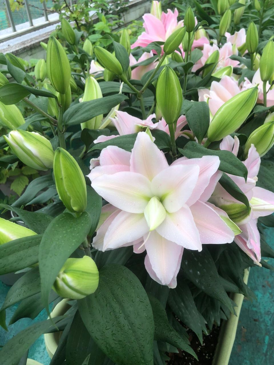 重瓣百合———伊迪莎 满满的一个个跟小灯泡一样的花苞陆续打开了