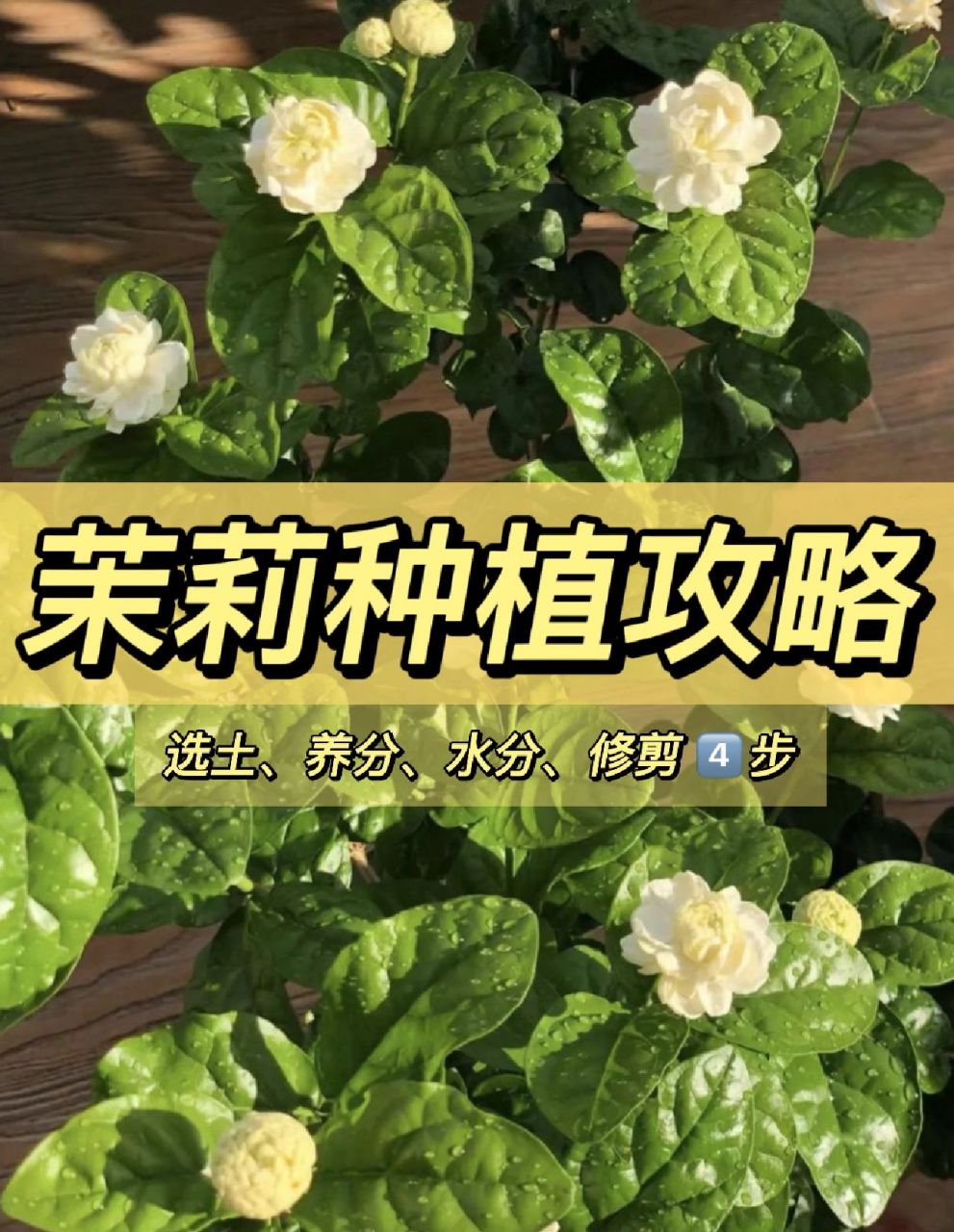 虎头茉莉的修剪图片