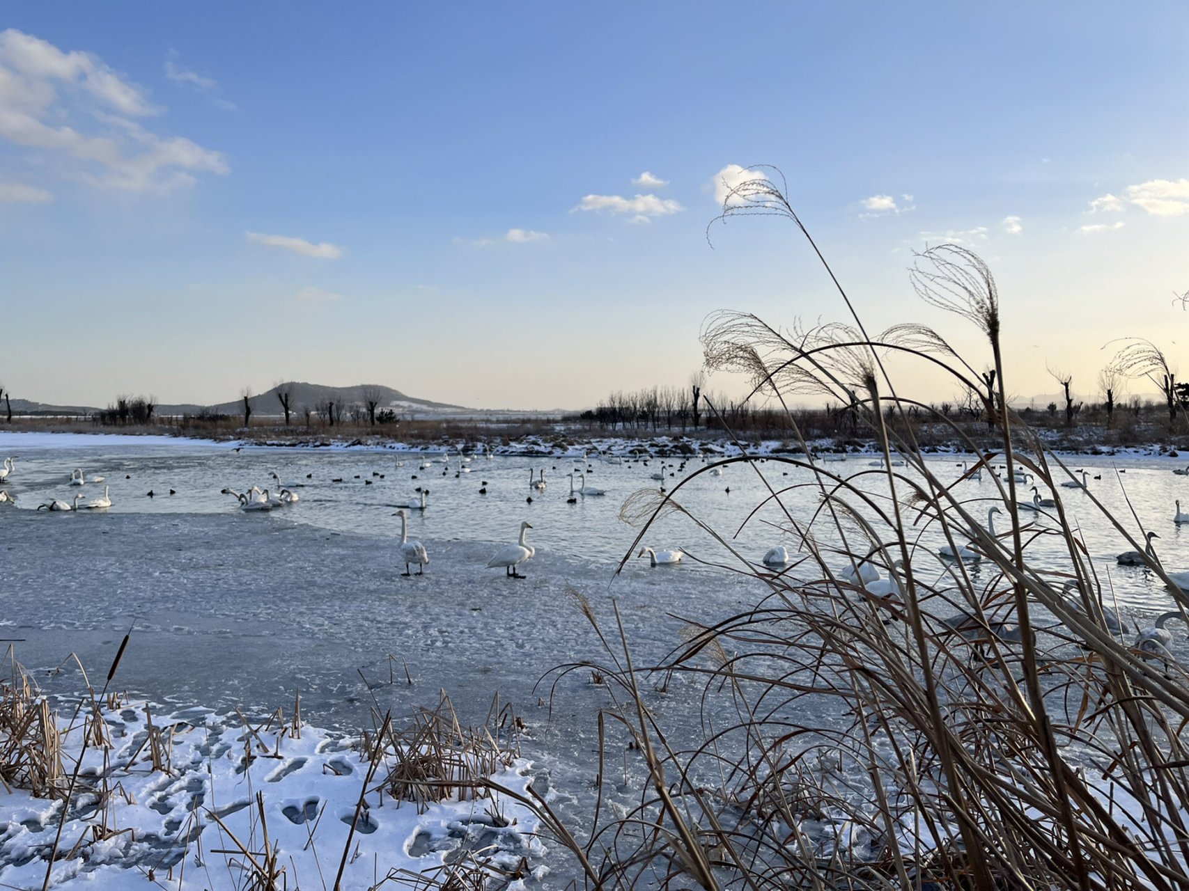 去荣成看天鹅你需要知道的 荣成天鹅湖位于荣成市成山镇,距离威海一个