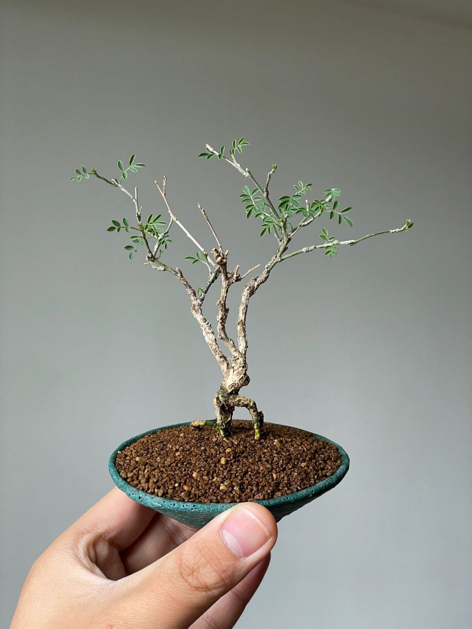 河北木蓝,非常稀有的盆景素材——这么小又这么老