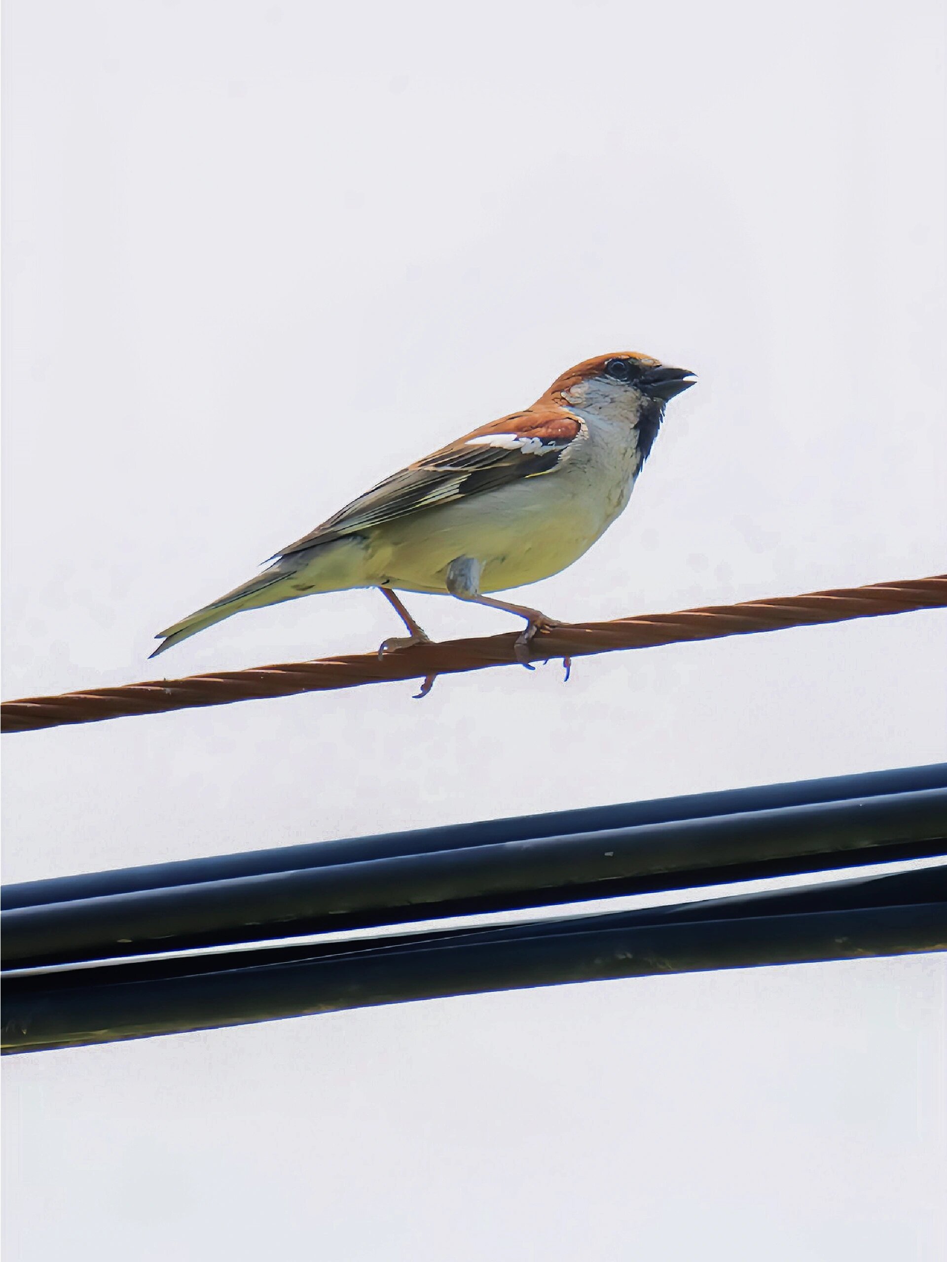 不一样的麻雀"山麻雀" 山麻雀(学名:passer rutilans):小型鸟类,体长