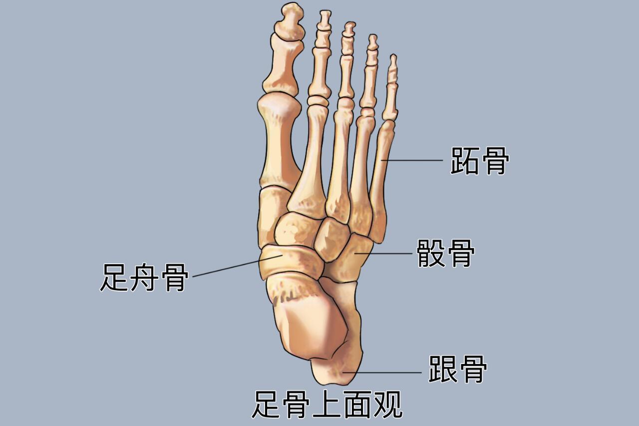 跖骨图片 位置图图片