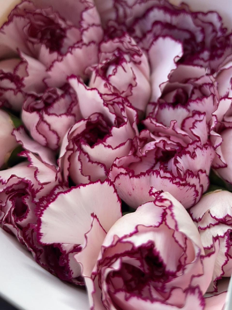 康乃馨品种:紫精灵,紫边 长得很像别弄混咯 颜色偏玫红一些的是紫边