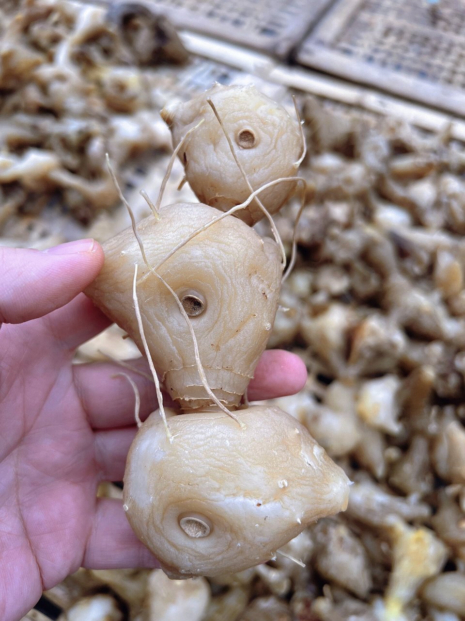 秦岭野生鸡头黄精 93很多人私信问我 秦岭野生鸡头黄精跟其他黄精有