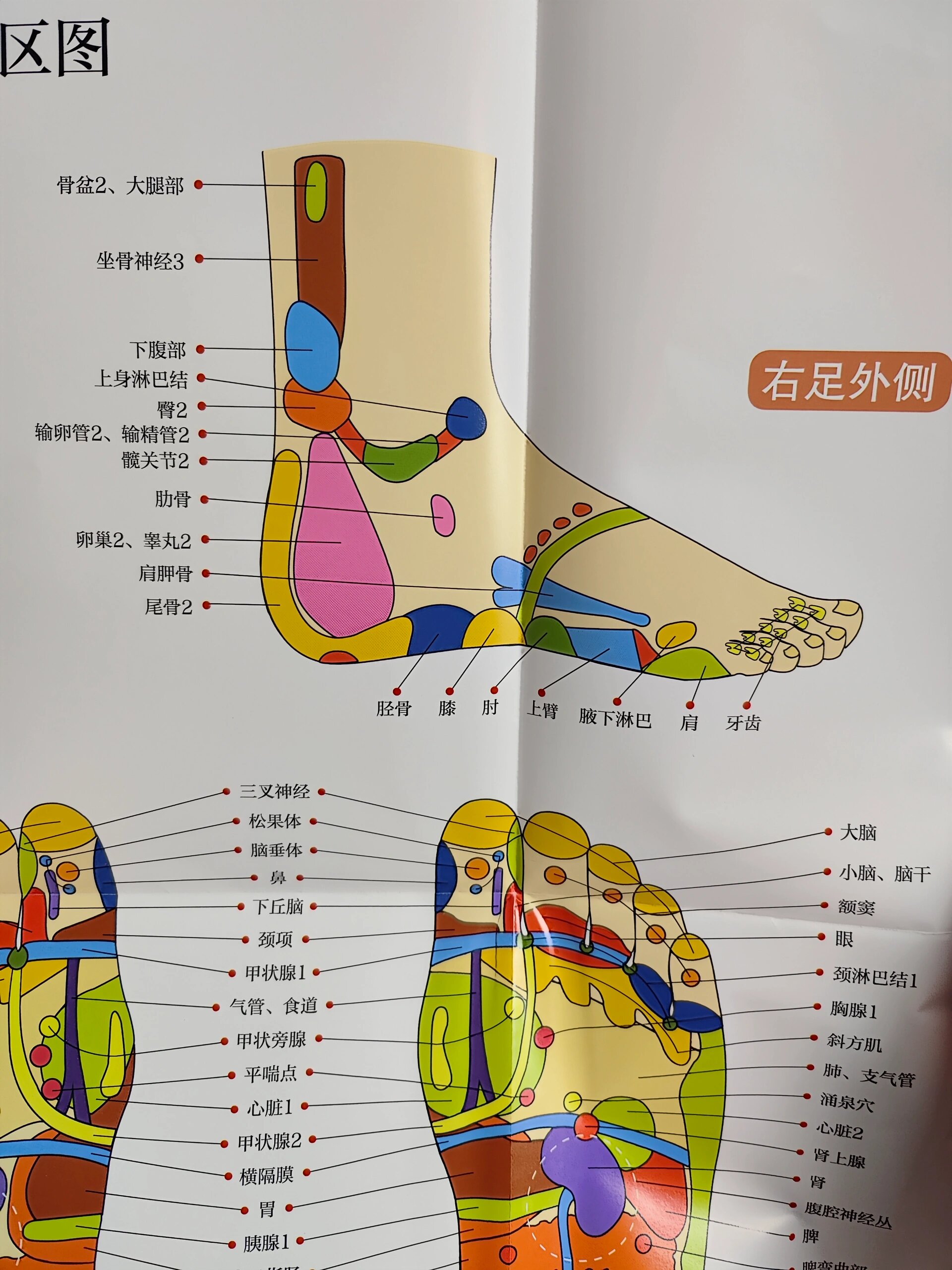 脚上不同的穴位对应身体不同部位