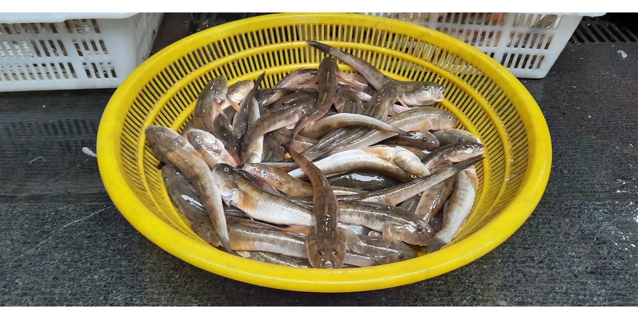 钱塘江船丁鱼