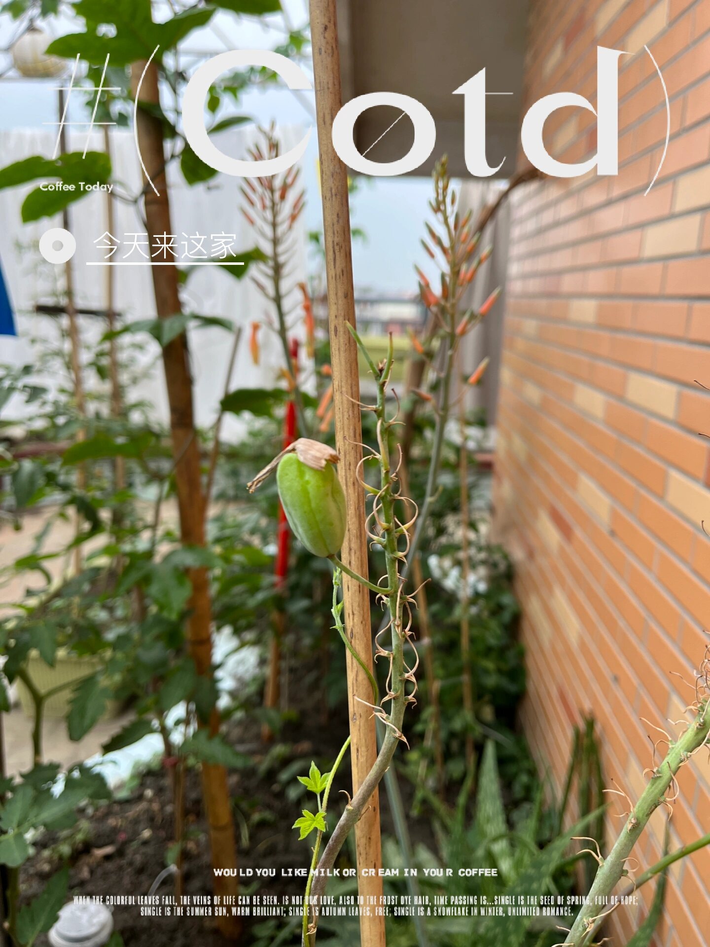 芦荟开花结果@七十二时尘的动态