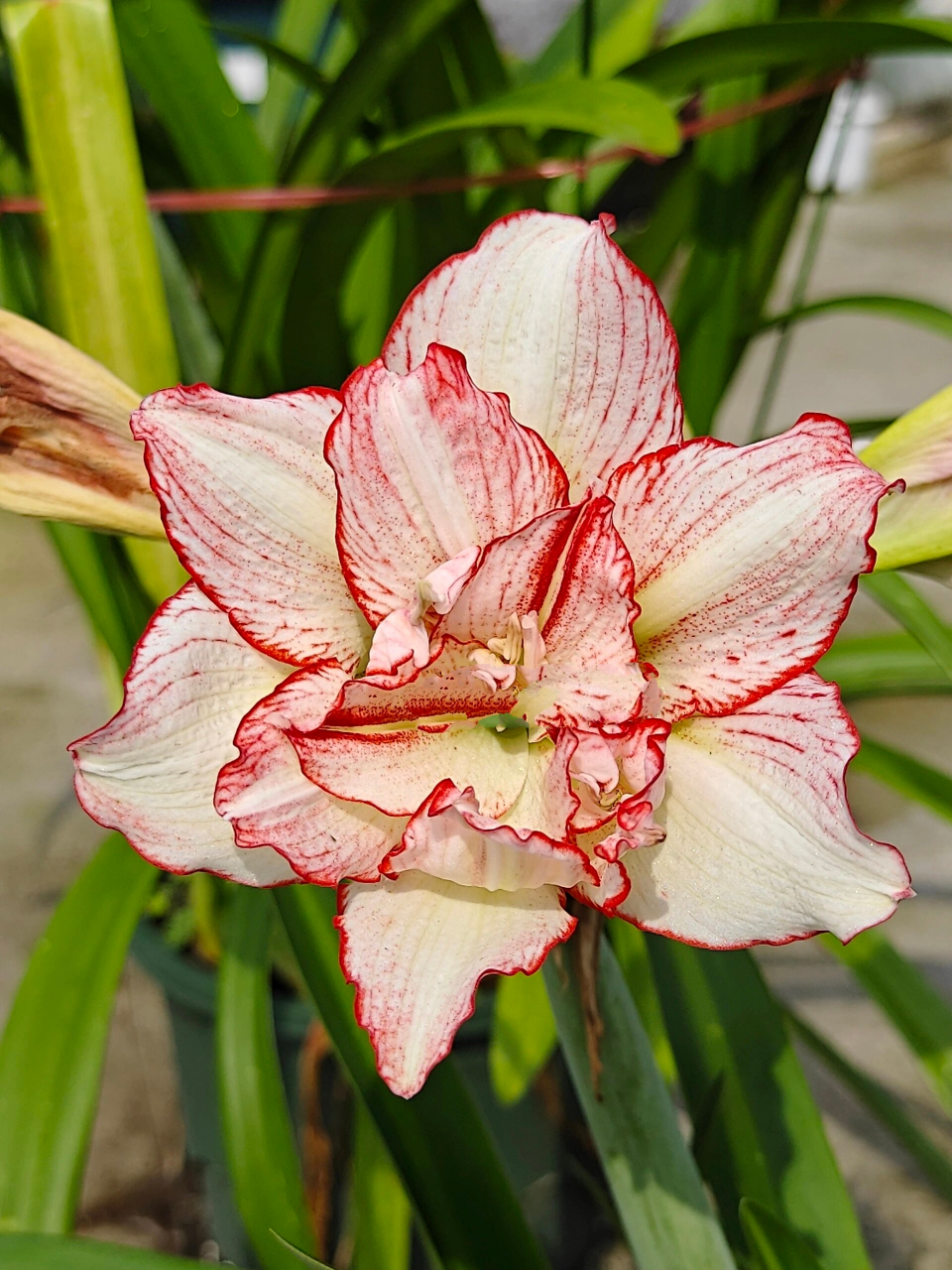 朱顶红 白肋羽芙蓉 初花,株型矮小的朱.