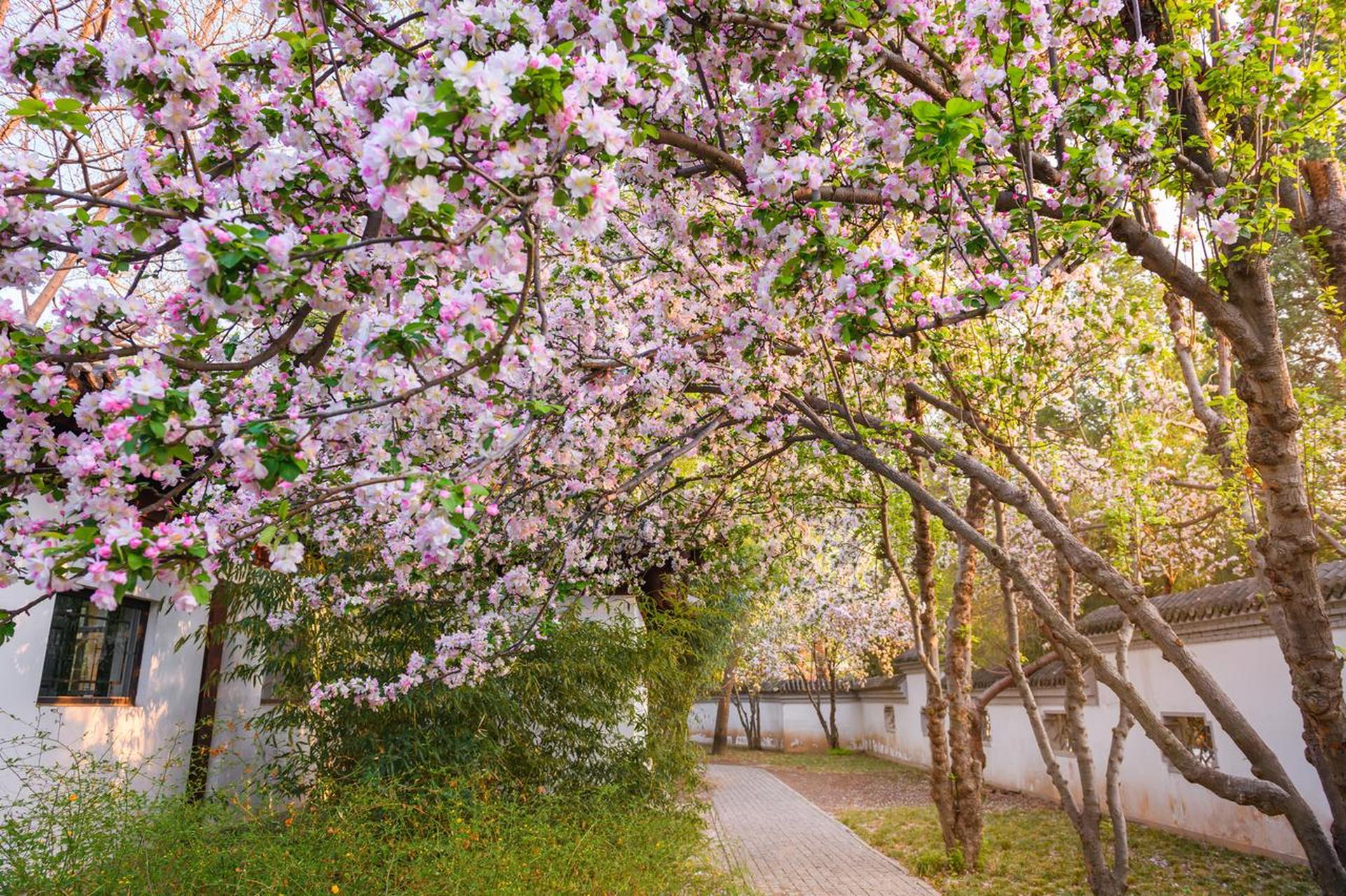 天津水上公园春季赏花图片