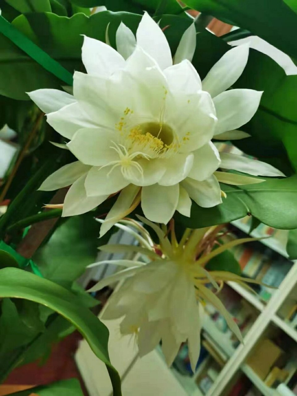 昙花 朋友们记得"昙花一现"的成语吧!