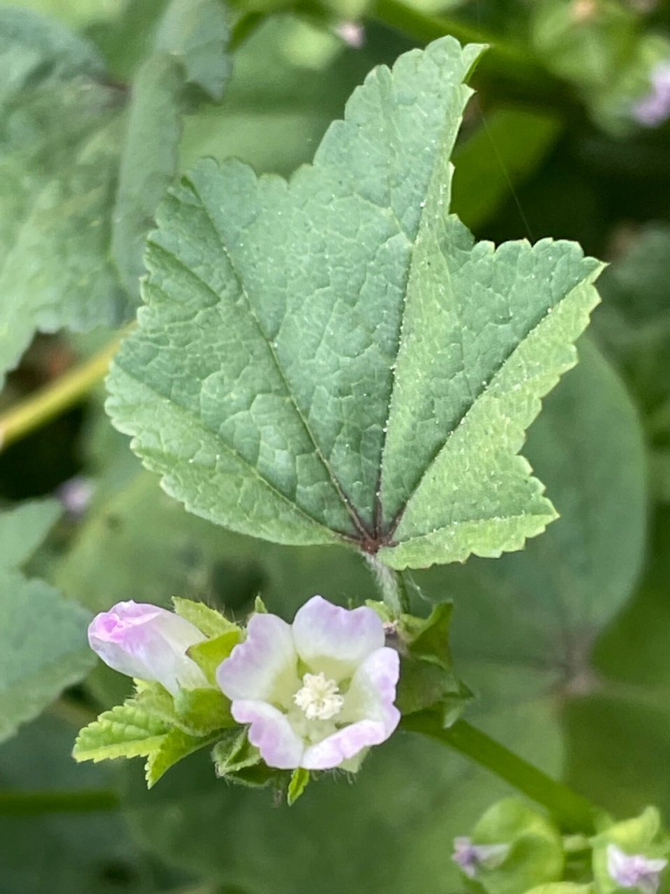 开花的冬葵 又名野葵,种植的农作物,今天拍摄