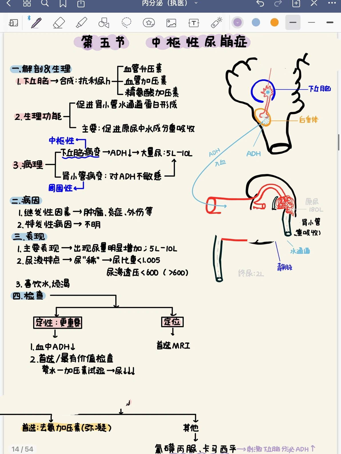 下丘脑与垂体的关系图图片