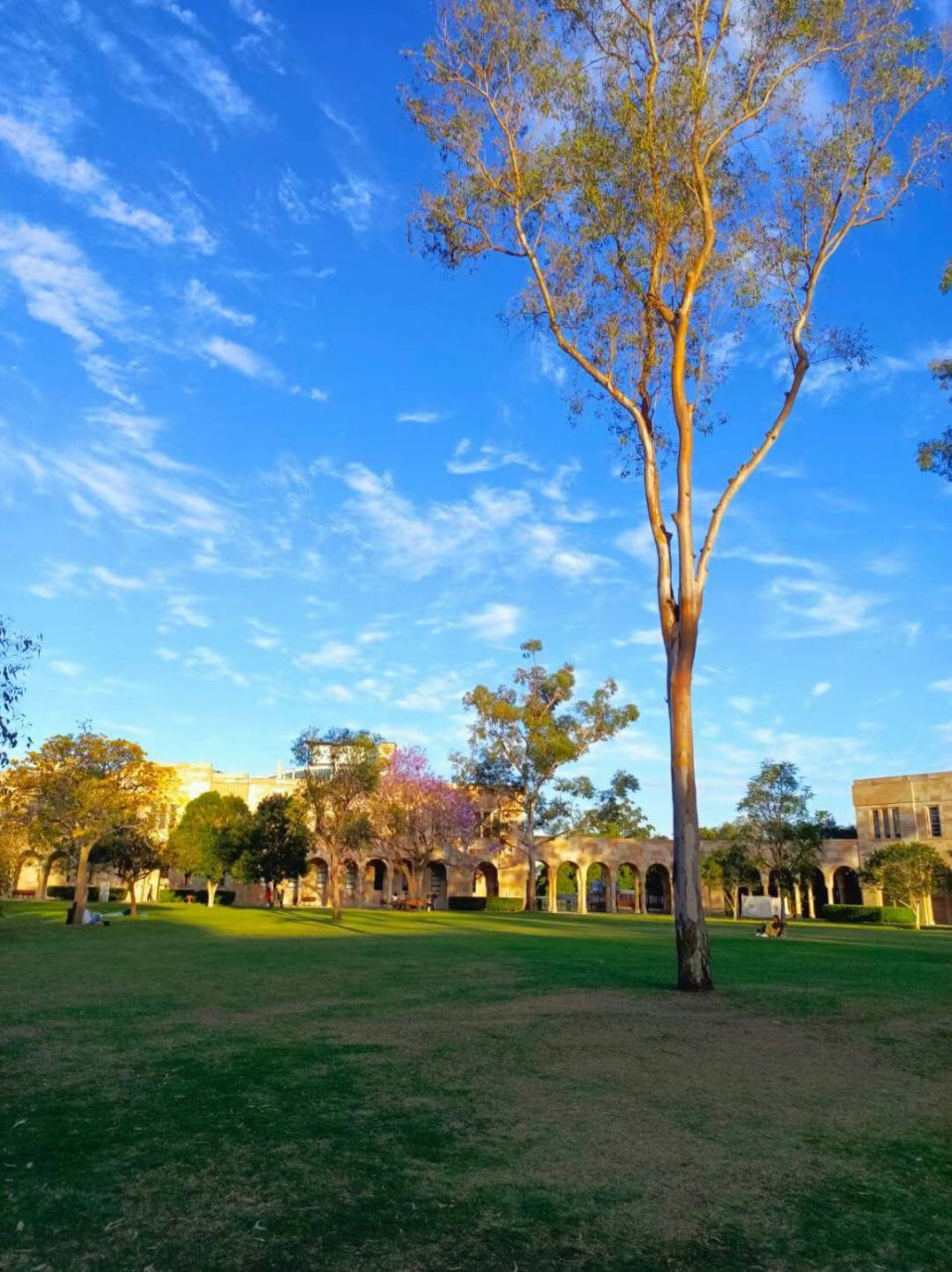 昆士兰大学97 昆士兰大学真美 特别是蓝花楹开的时候 不愧是澳洲