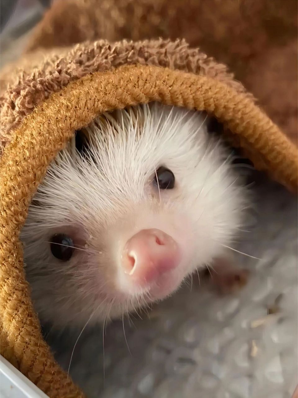 宠物家族新晋网红,活泼可爱的迷你刺猬02  	 02活泼可爱的迷你