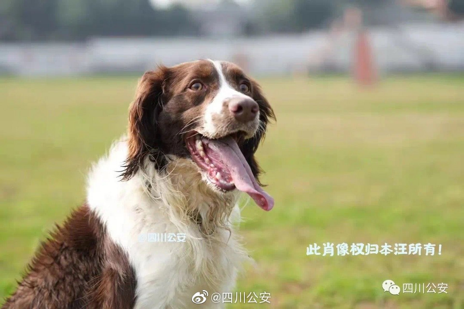 【《阿尔法日记⑨》樱桃熟了】#阿尔法从警日记# 我是阿尔法,史宾格搜