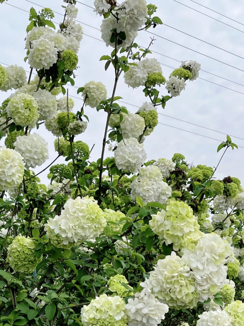 绣球荚蒾的花语图片