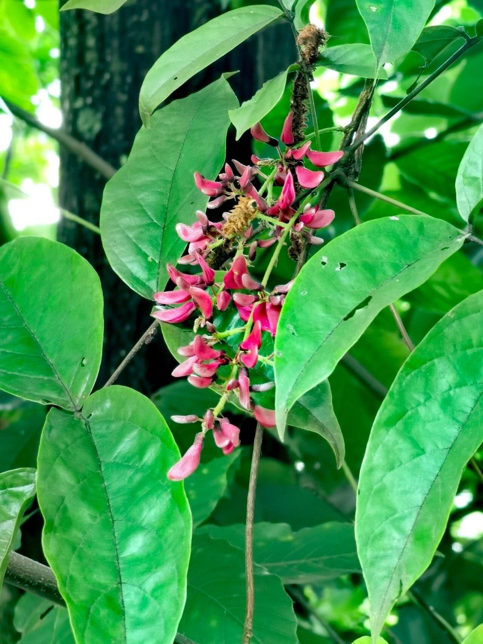 香花鸡血藤,拉开了满坡花开的架势 香花鸡血藤,豆科鸡血藤属,生邛崃