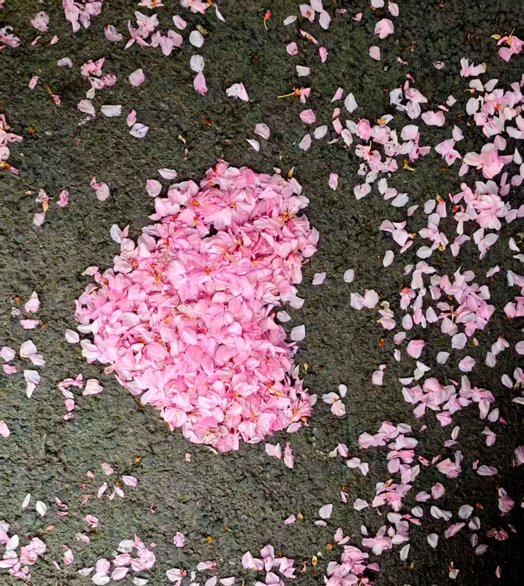 那些sciter们毕了业也不想删掉的照片