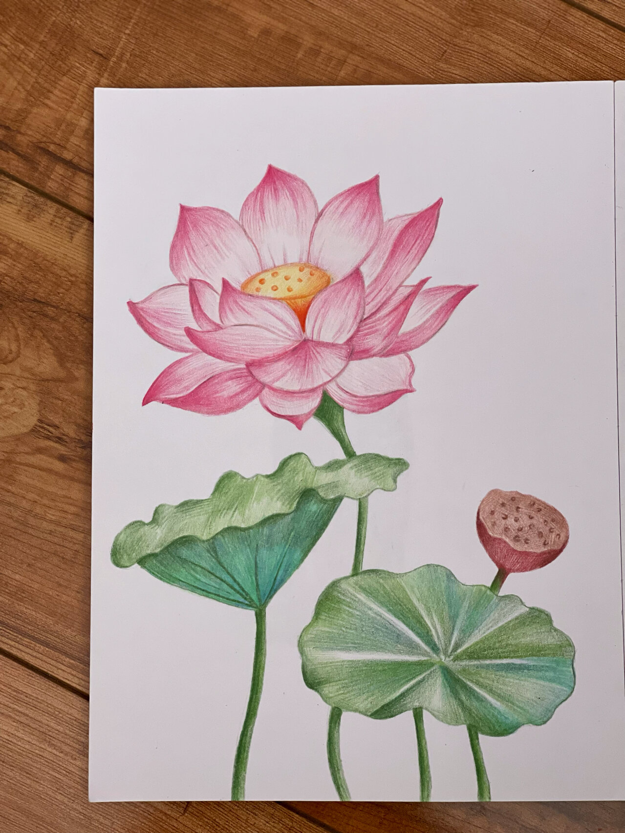 一个不咋地的彩铅荷花