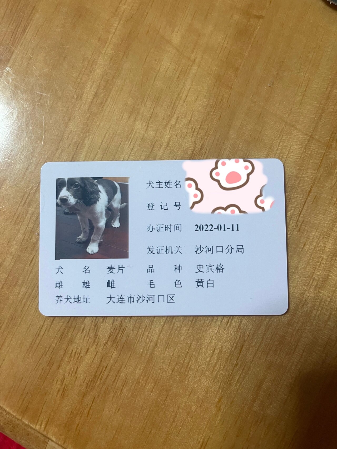 犬证到手啦 等了十个工作日,犬证终于下来了