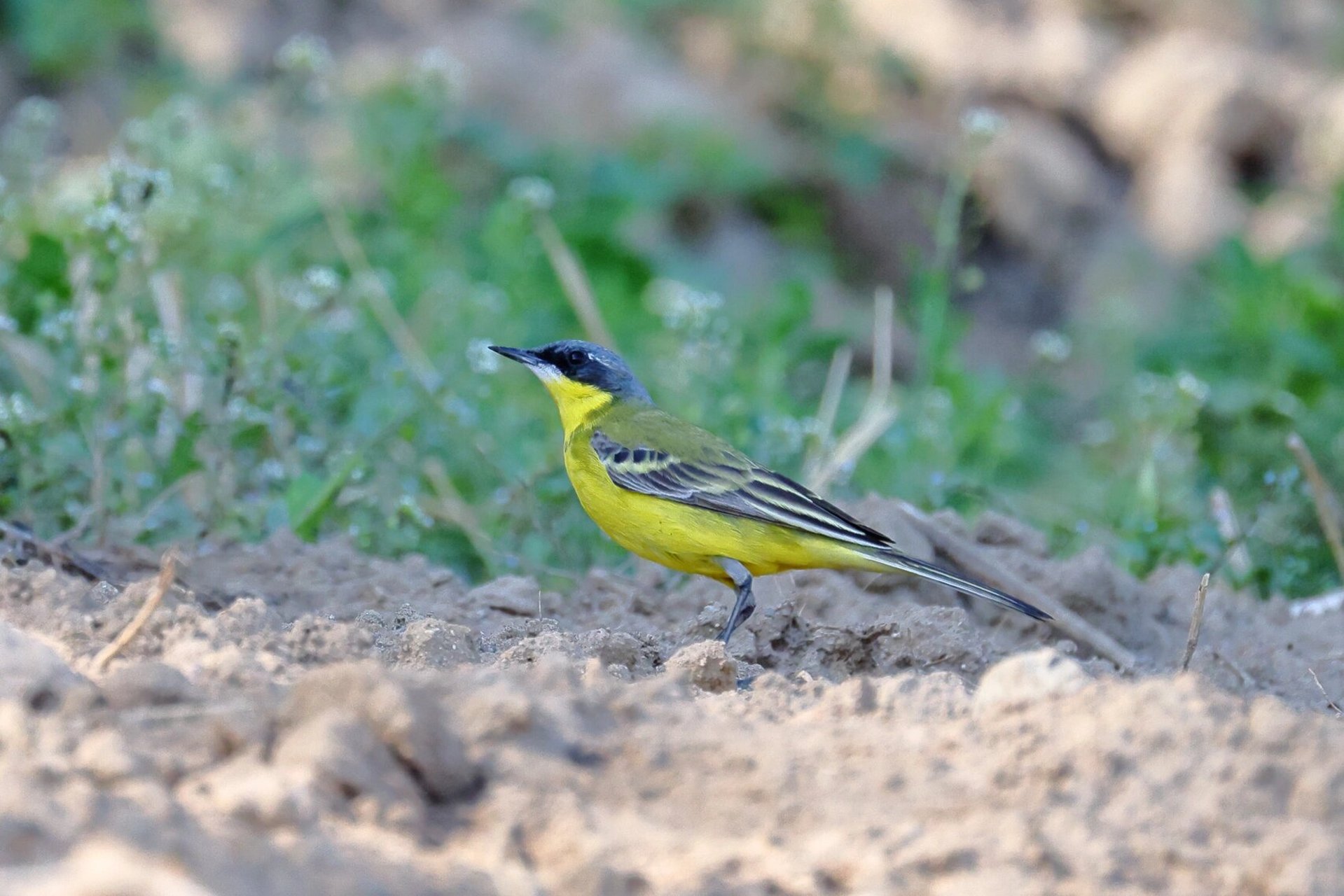 观鸟杂记—鹡鸰 鹡鸰,鸟纲鹡鸰科鹡鸰属各种候鸟的通称;在北京地区以