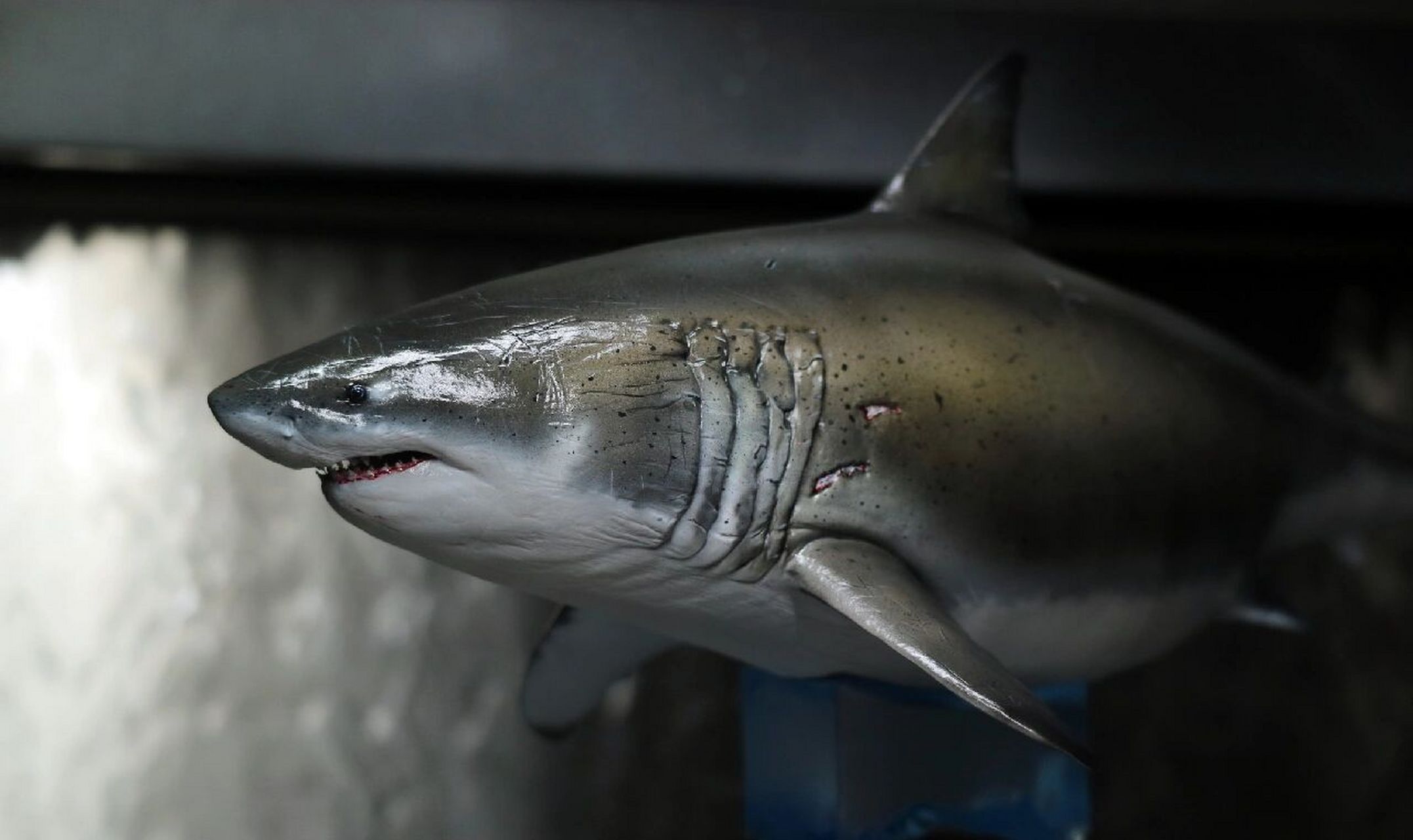 我这个大白鲨可是纯人工养殖的哈 首先这个可不行吃哈,野生的是国家