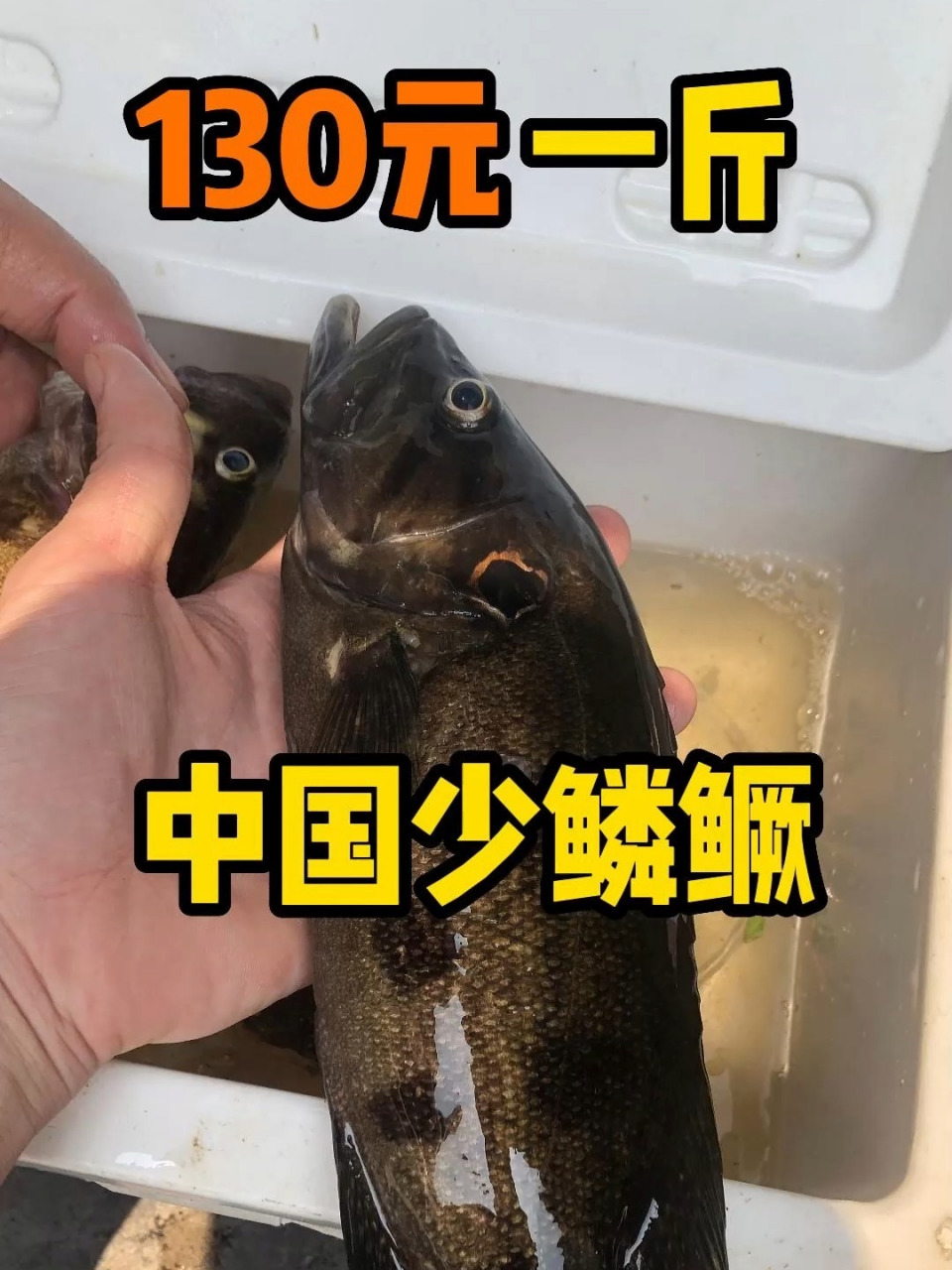 稀有淡水鱼种:这种鳜鱼你们当地叫什么?