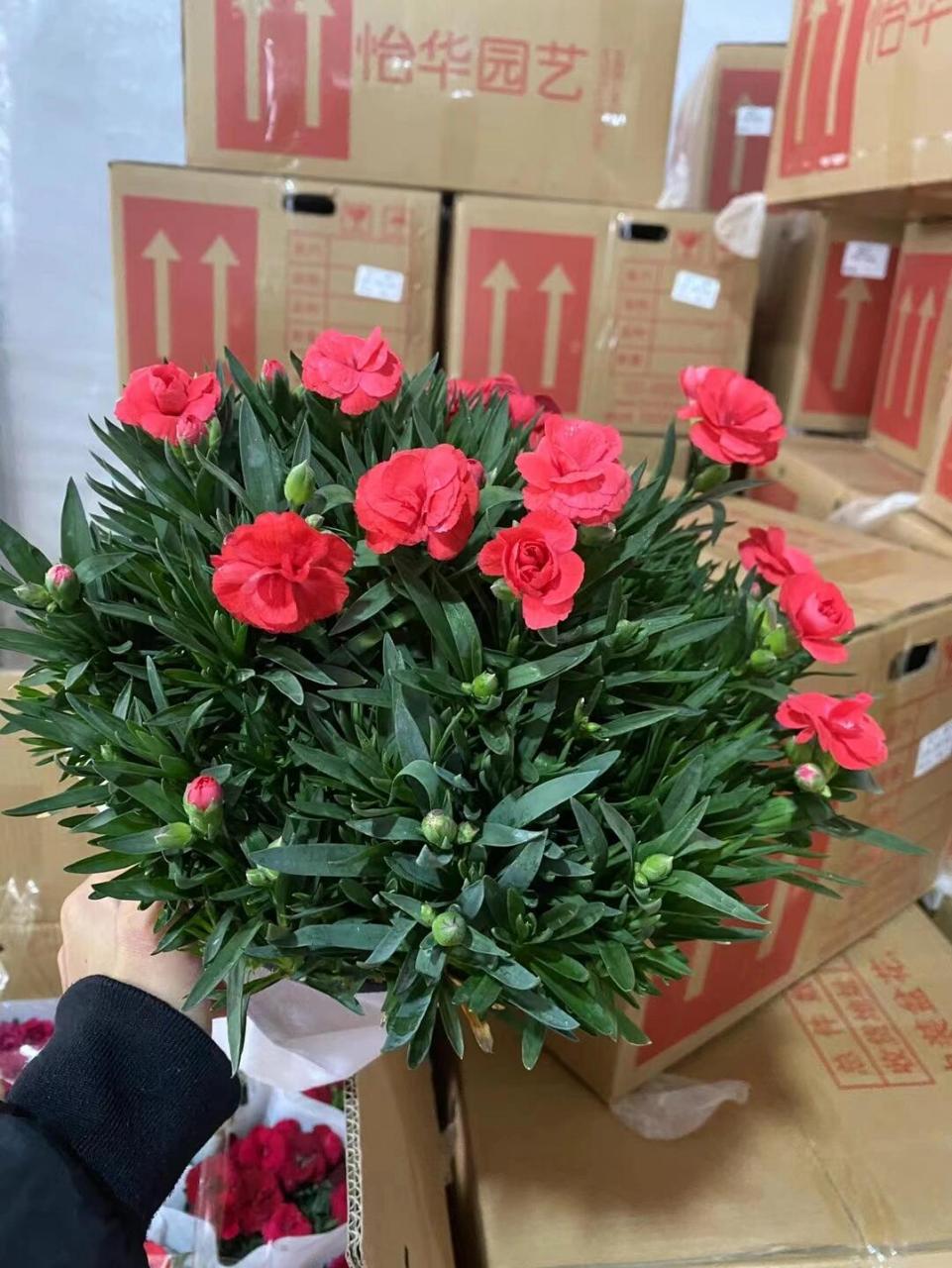 奥斯卡康乃馨 奥斯卡 长沙红星天涯