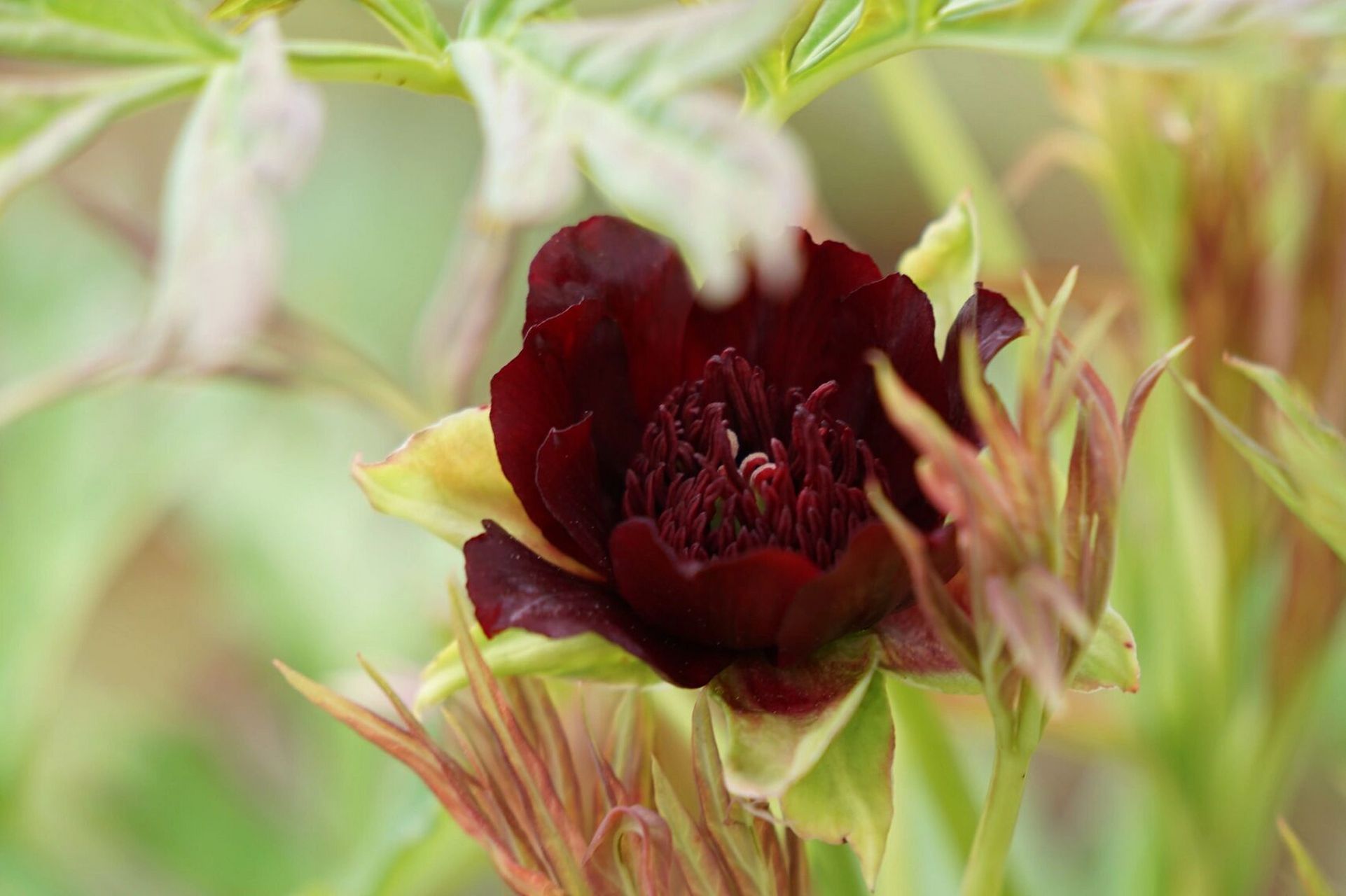 滇牡丹(说是药用价值更高) 人间四月天