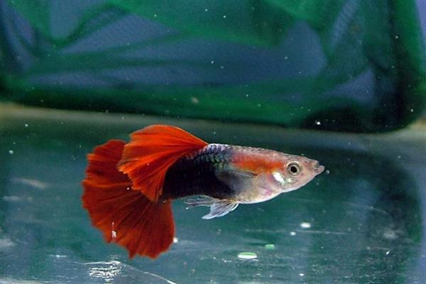 行为上,孔雀鱼会变得焦躁不安,食欲减退,喜欢躲藏