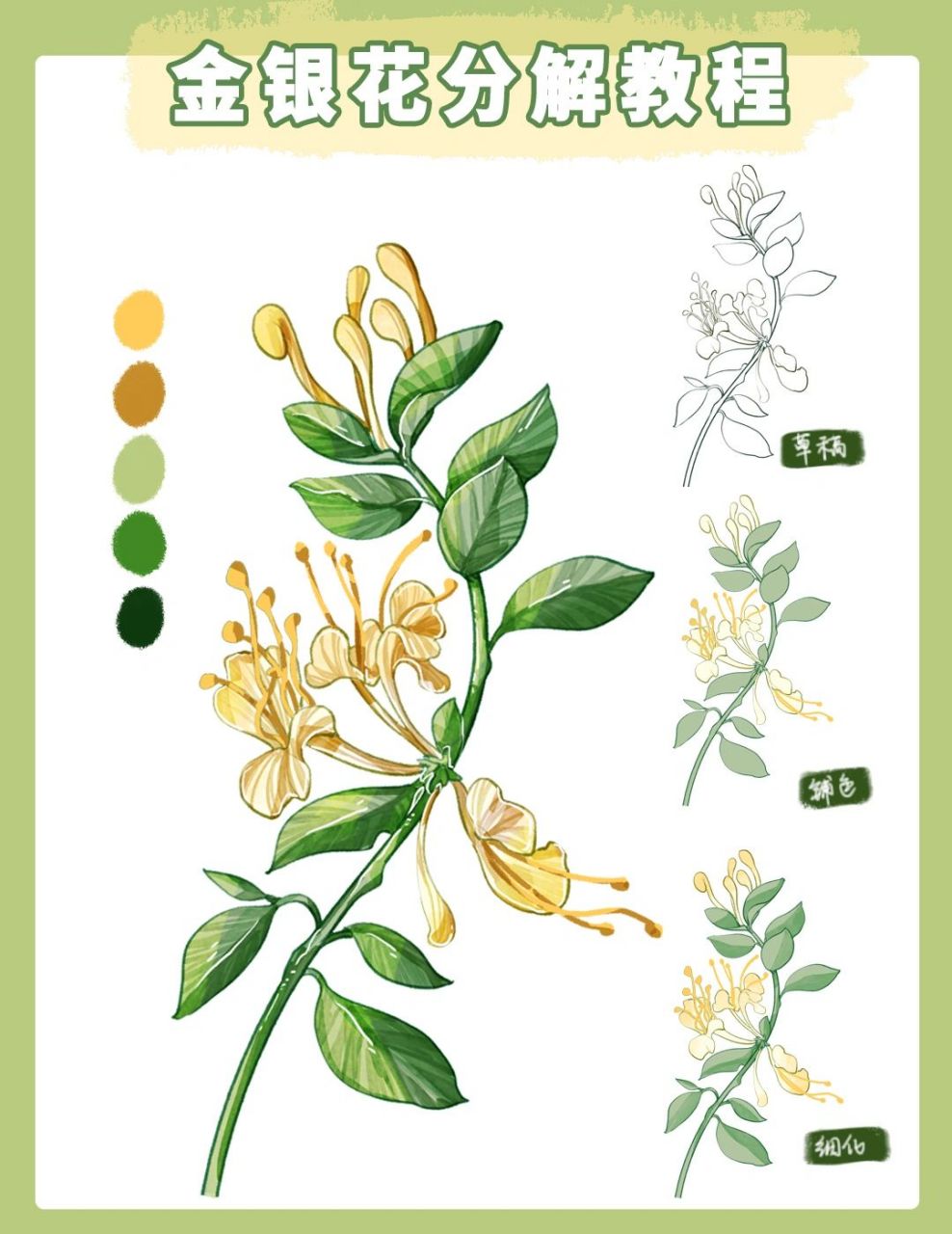 金银花94插画分解教程 今天分享一个金银花的插画分解教程 绘画工具