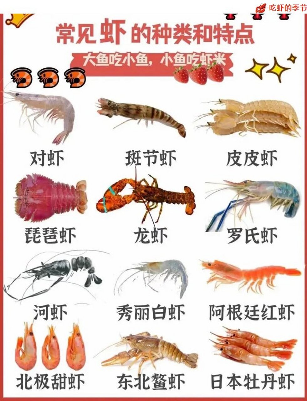常见虾的区别与特点大汇总 🦐对虾 ◎一般指东方对虾,又叫明虾