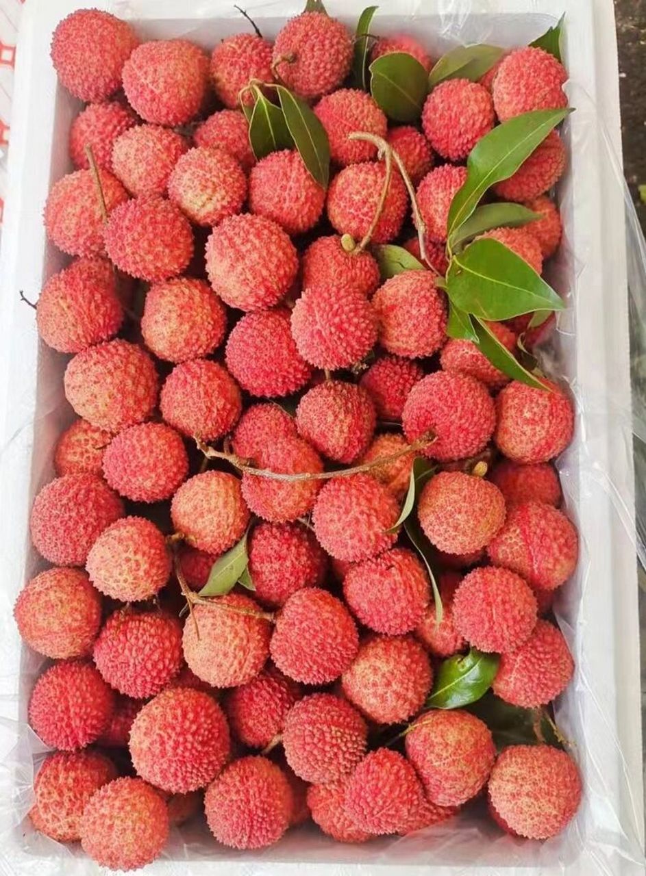 荔枝中的爱马仕———带绿荔枝 四川合江是中国荔枝的晚熟基地 四川