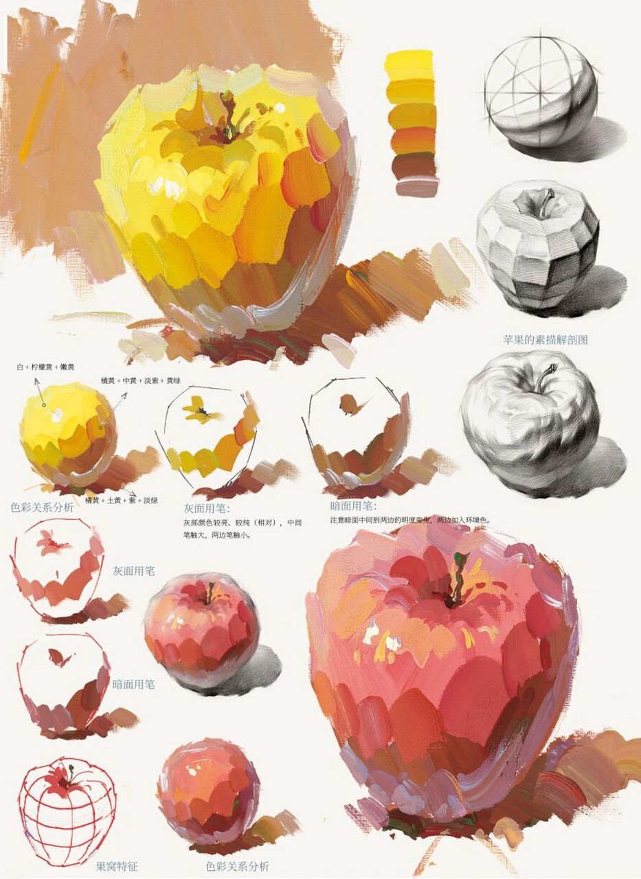 美术生必学的色彩静物7515苹果三个面的画法 灰面用笔:灰部颜色较