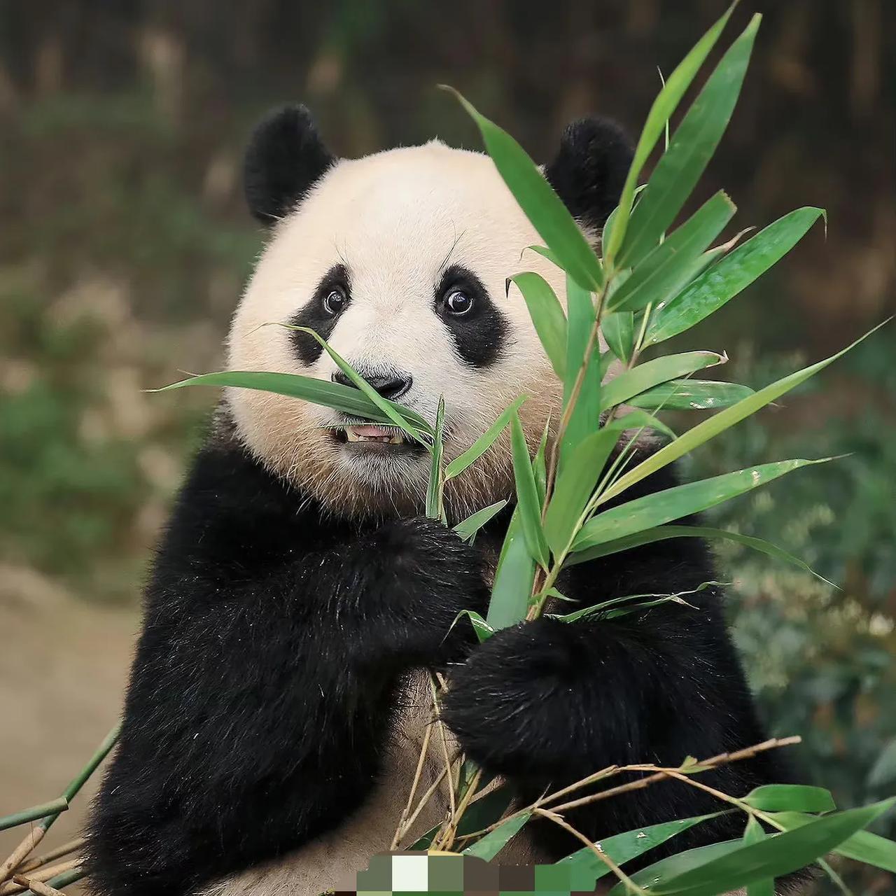 福宝:姨姨们快来看,我妹妹有了熊样了,带上墨镜,穿上了小马甲了