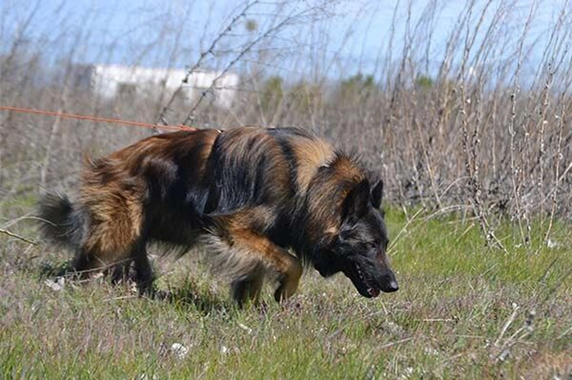 比利时的"四大天王"牧羊犬 1:比利时马林诺斯犬 belgian malinois