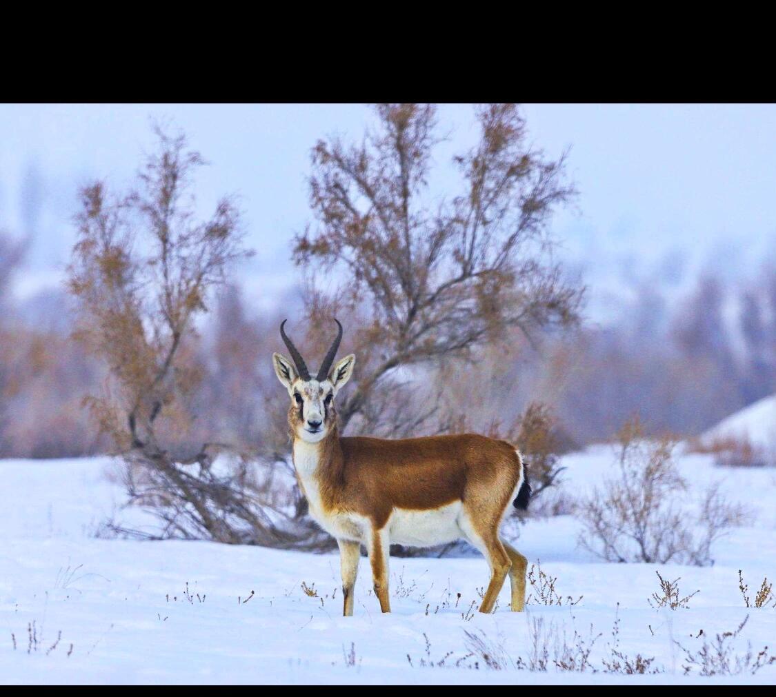 黄羊,国家二级保护动物,濒危物种