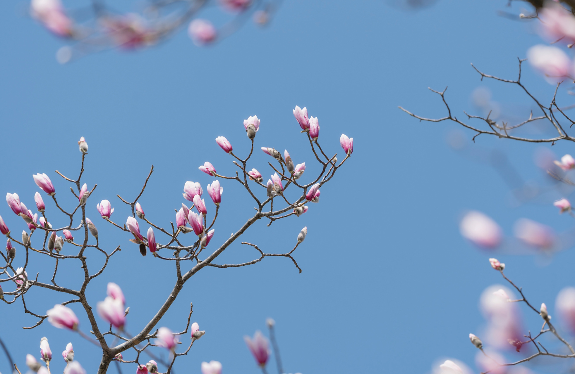 天目玉兰,一树春天.