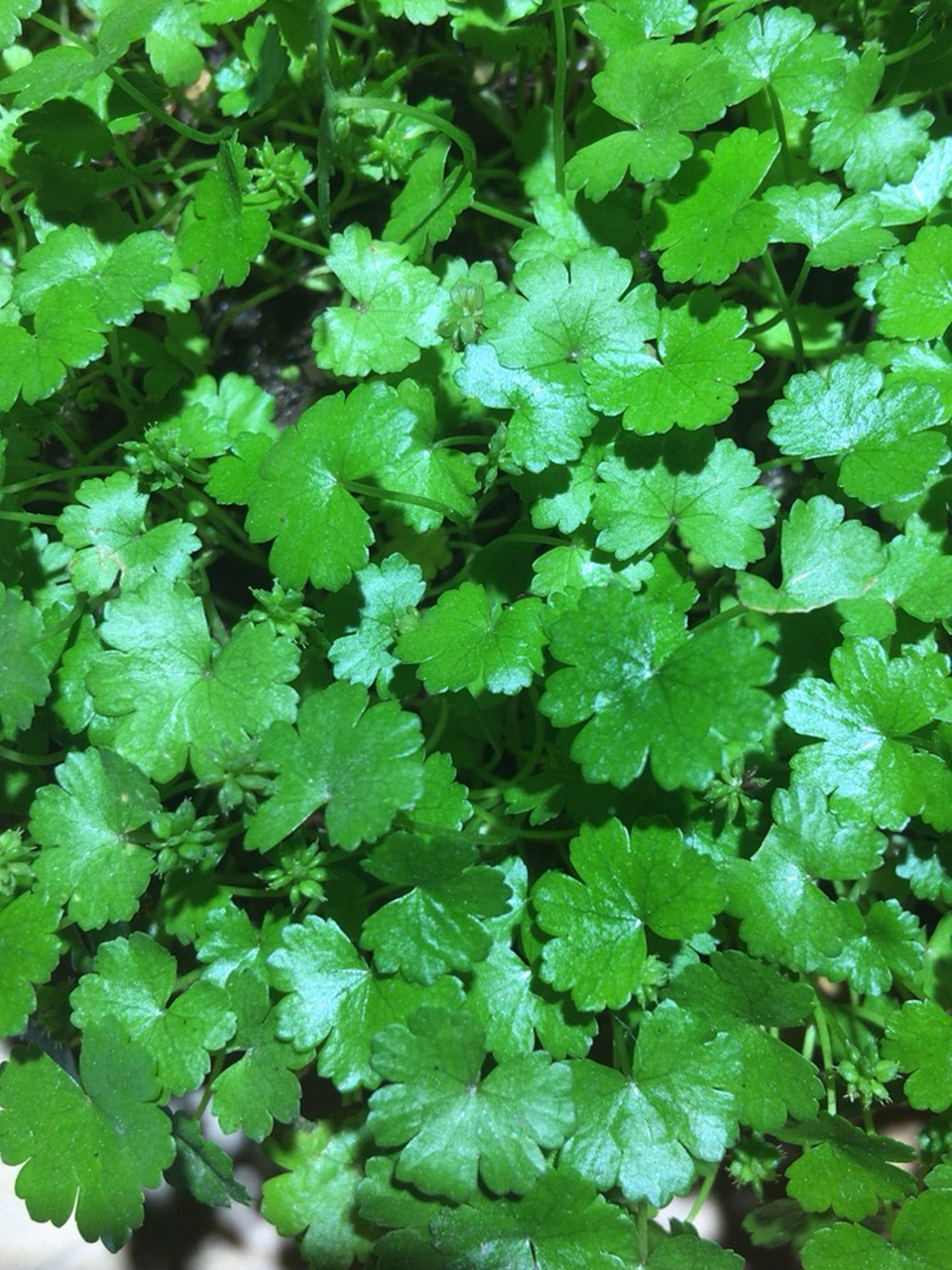 天胡荽,别名:步地锦,破铜钱,鱼鳞草,名盆上芜荽,满天星,羊皮菌 哈种