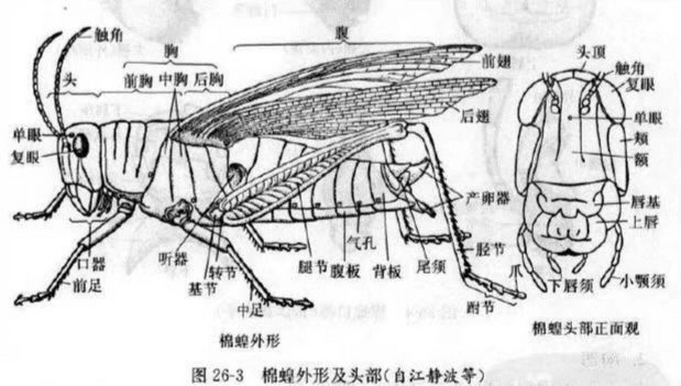 东亚飞蝗体躯基本构造图片