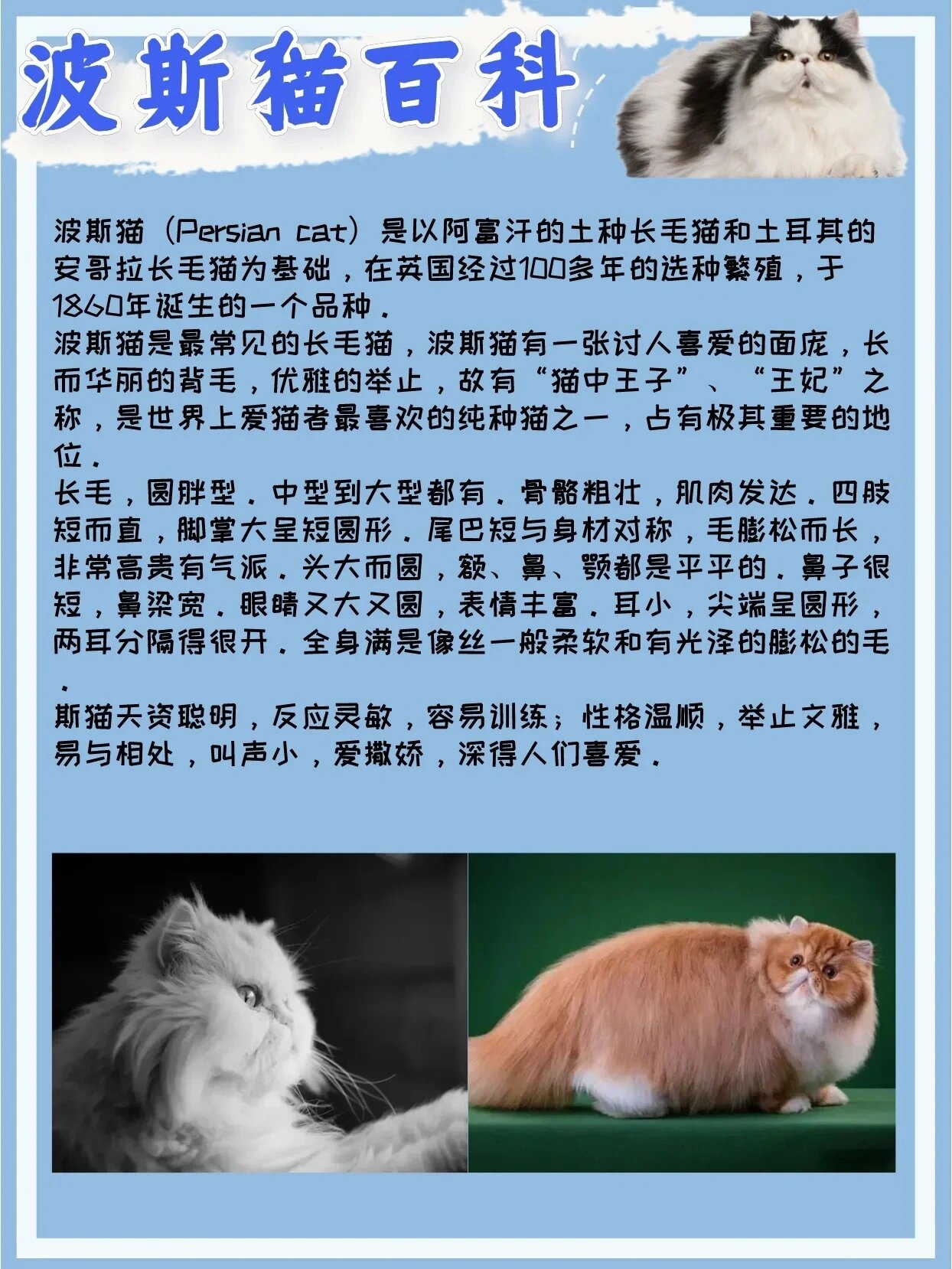 波斯猫品种介绍