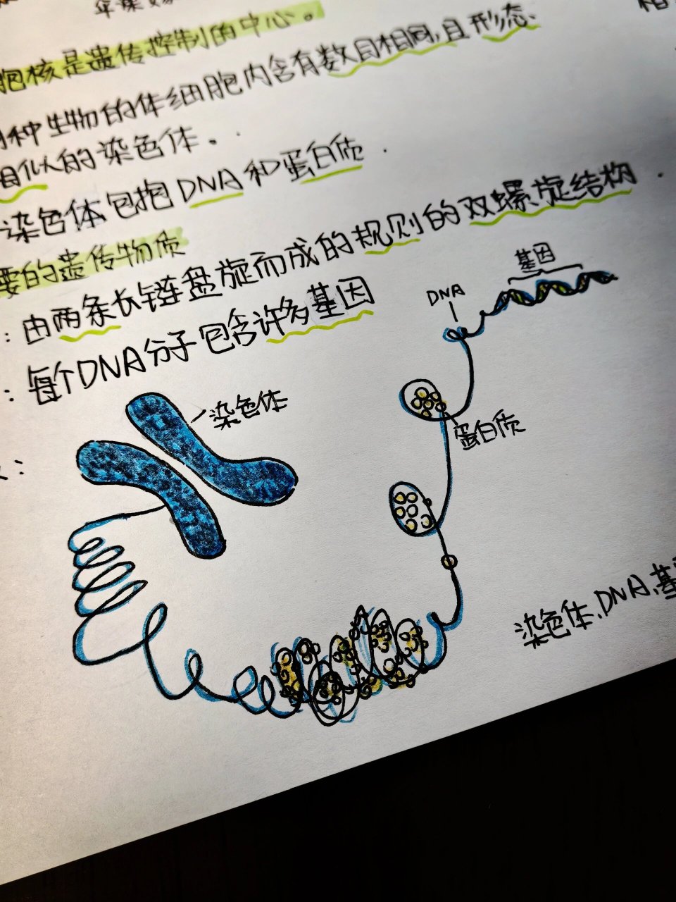 遗传与变异科学小报图片