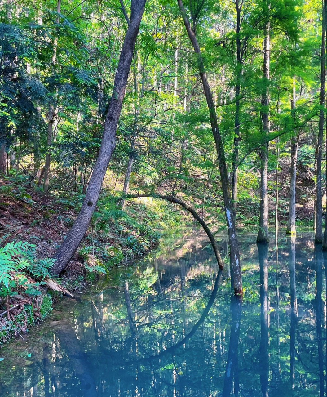 长沙周边游玩|吸氧好去处7215大山冲森林公园 周末想去吸氧,但又