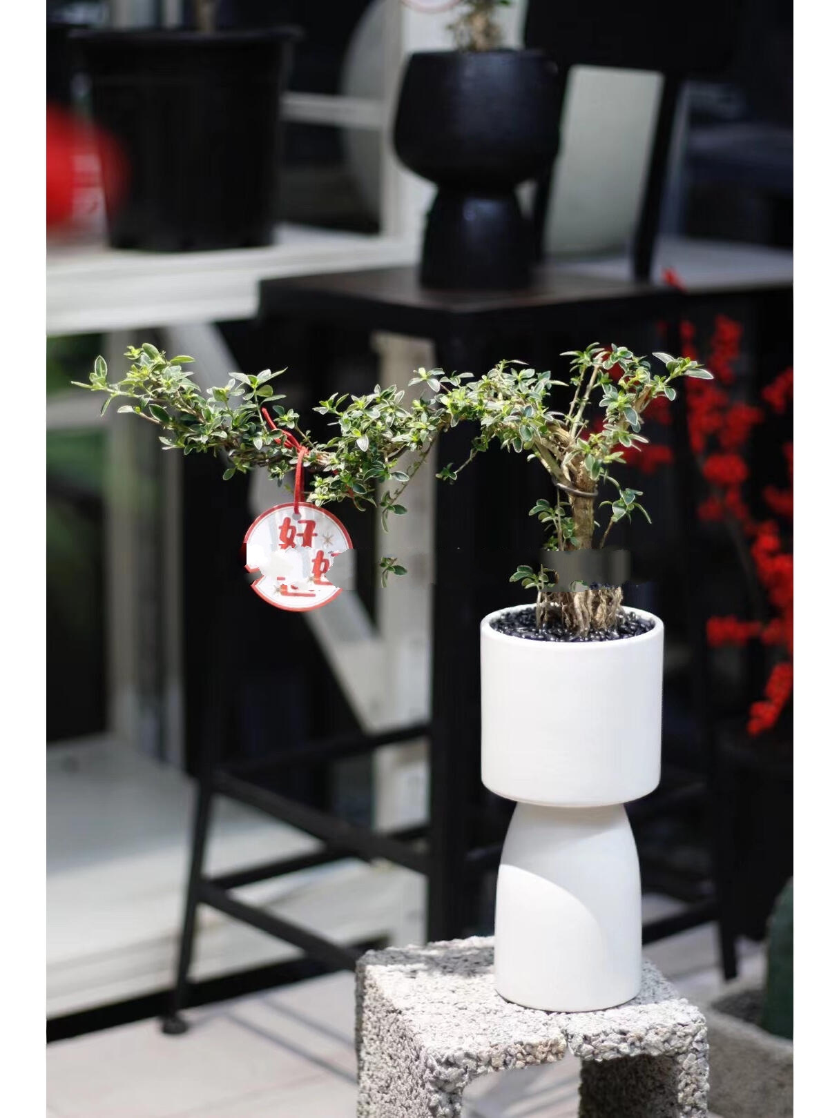 悬崖造型六月雪,耐寒盆景