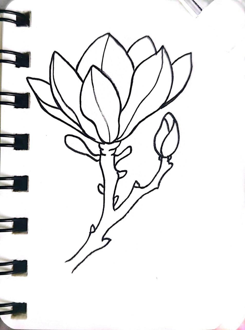 画你喜欢的小花花-玉兰花简笔画(步骤图)