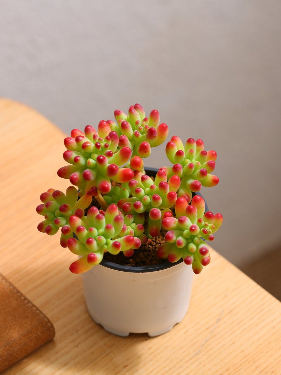 每周一个鲜花养护知识丨果冻乙女心 乙女心,在它生长的季节里,整个