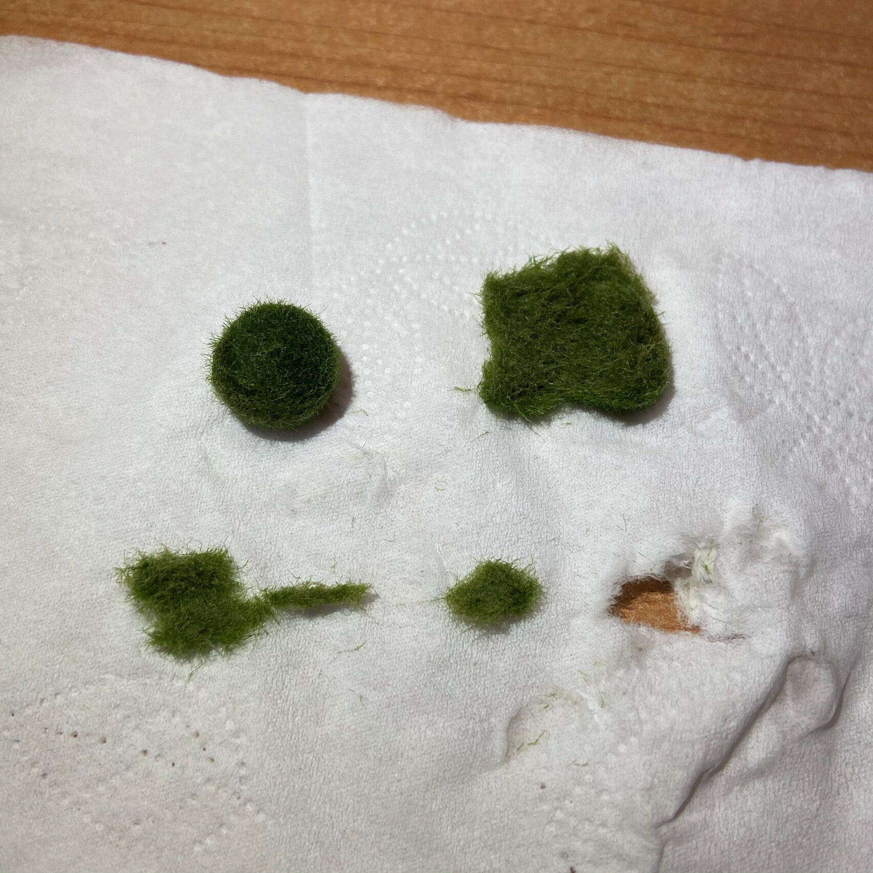 养了两年的海藻球发现是假的!