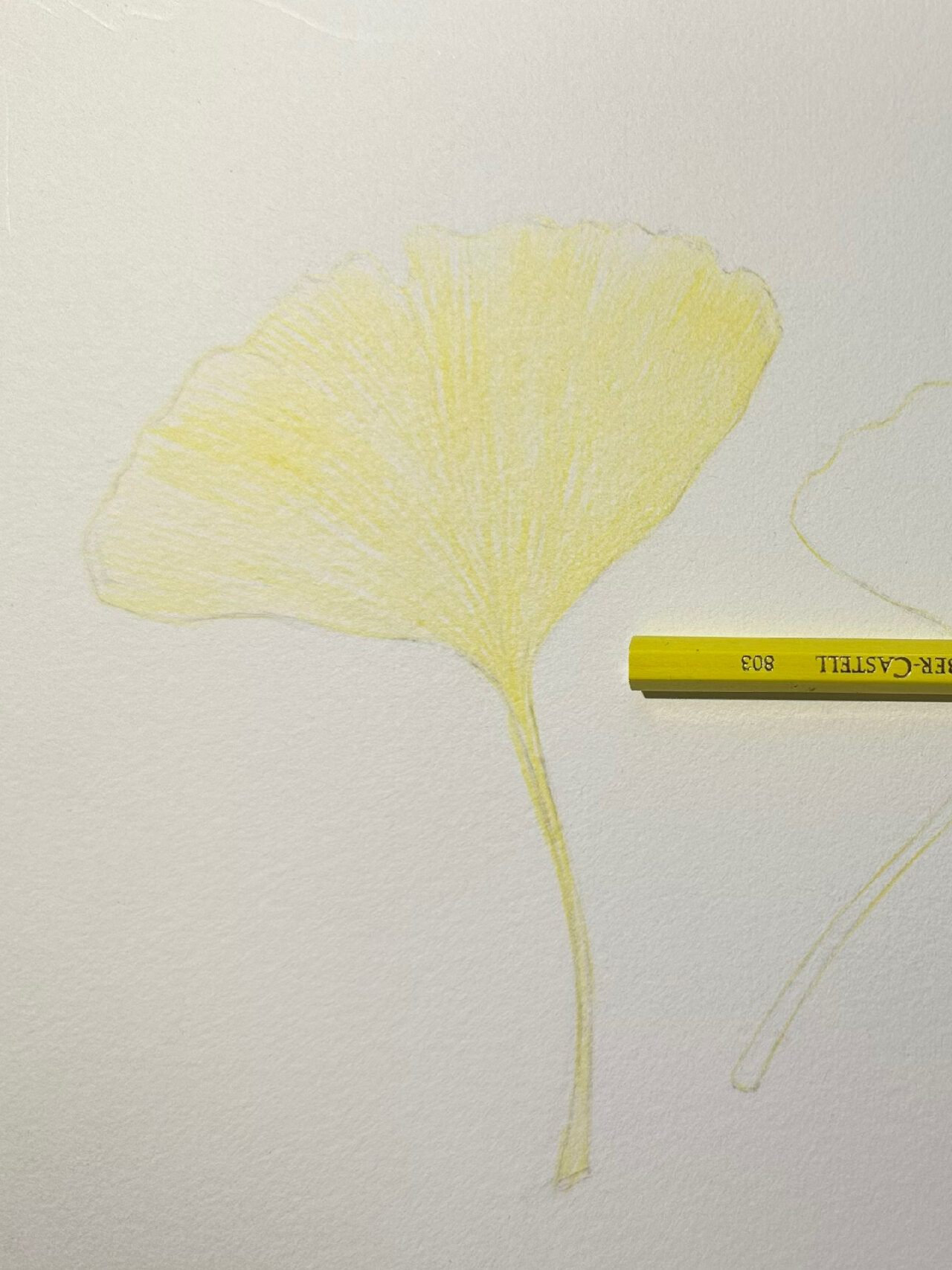 5个颜色彩铅画银杏叶图片过程